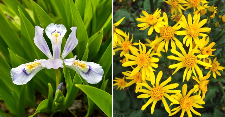Native Plants That Thrive In Part Shade In Western North Carolina Mountains