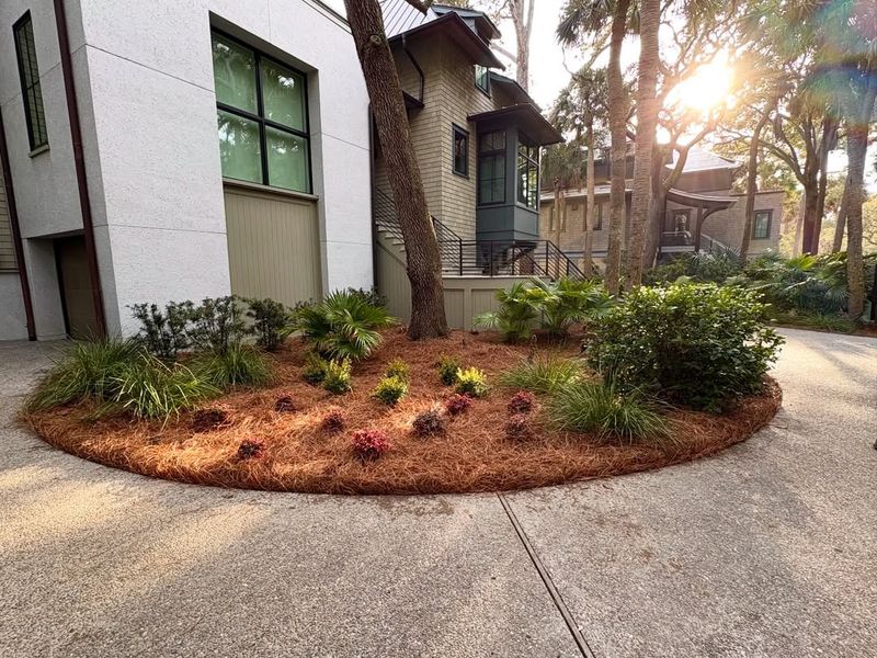 Pine Straw Covers Bare Ground Easily