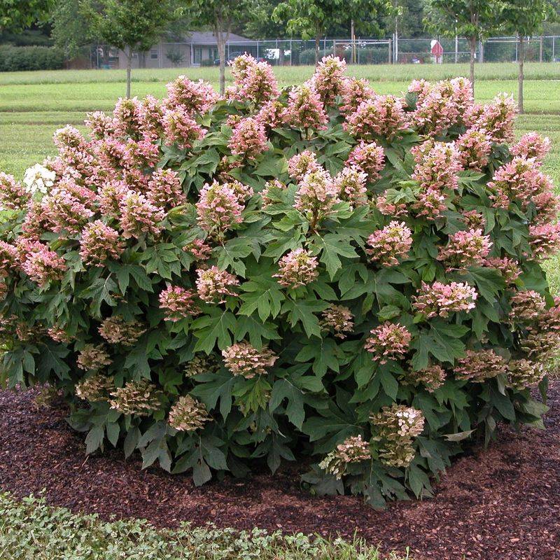 Oakleaf Hydrangea Brings Blooms And Fall Color