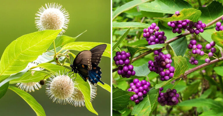 Native Shrubs That Make Better Landscape Choices Than Crape Myrtle In North Carolina