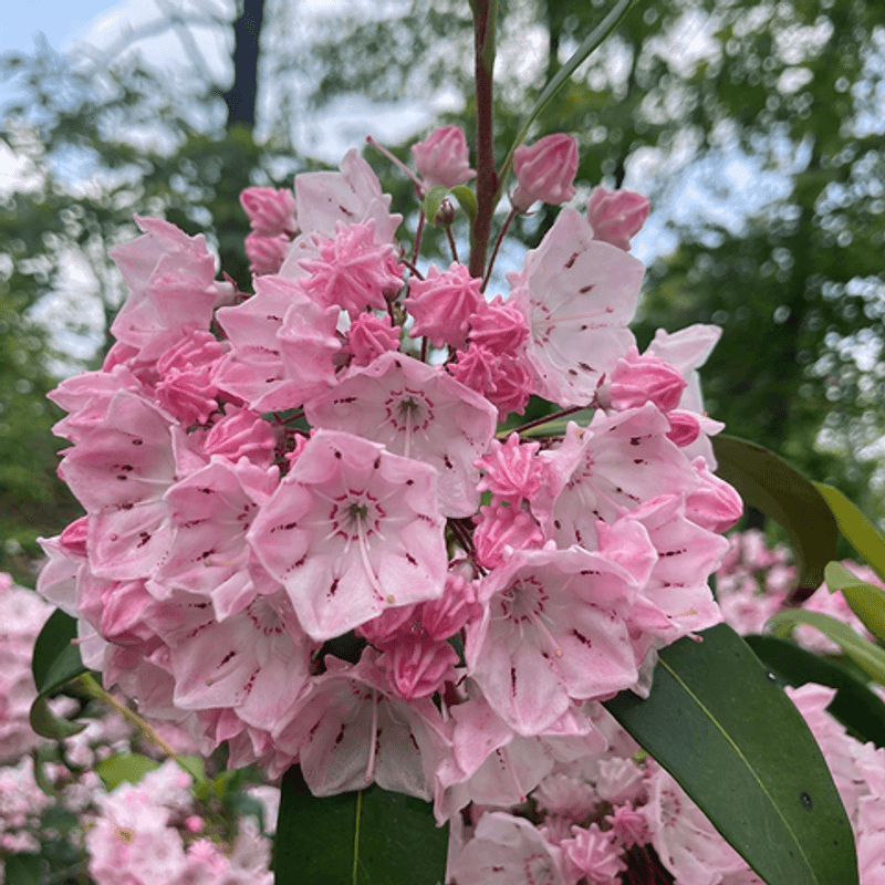 Mountain Laurel (Kalmia latifolia)
