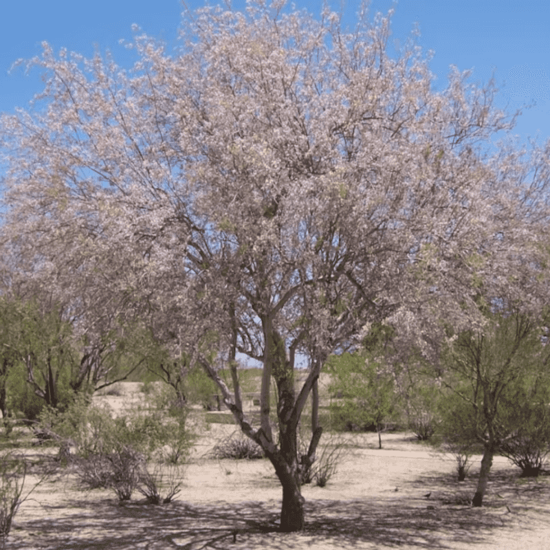 They Are Less Prone To Stress From Sudden Weather Shifts