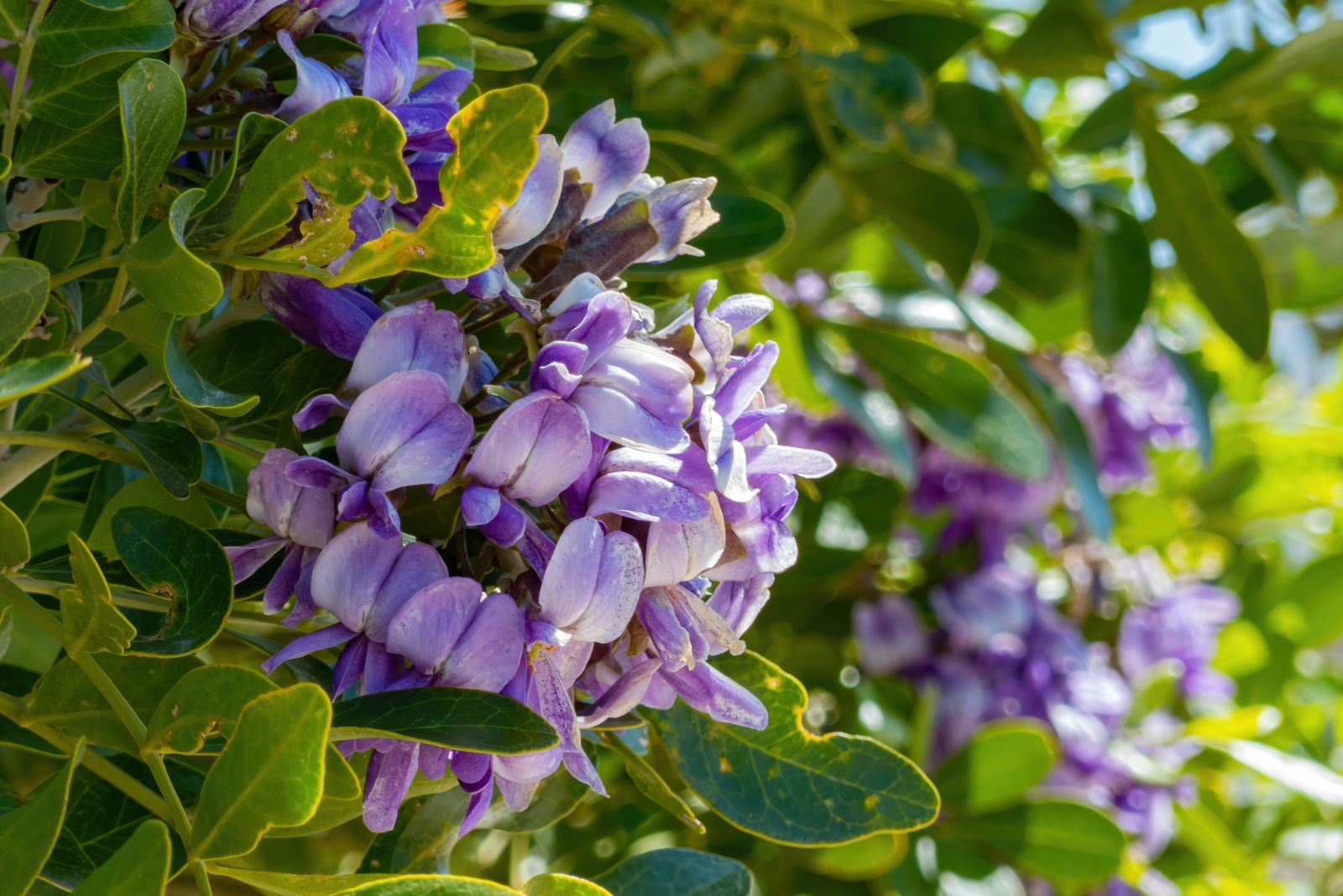 texas mountain laurel
