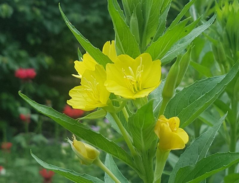 Hairy Evening Primrose