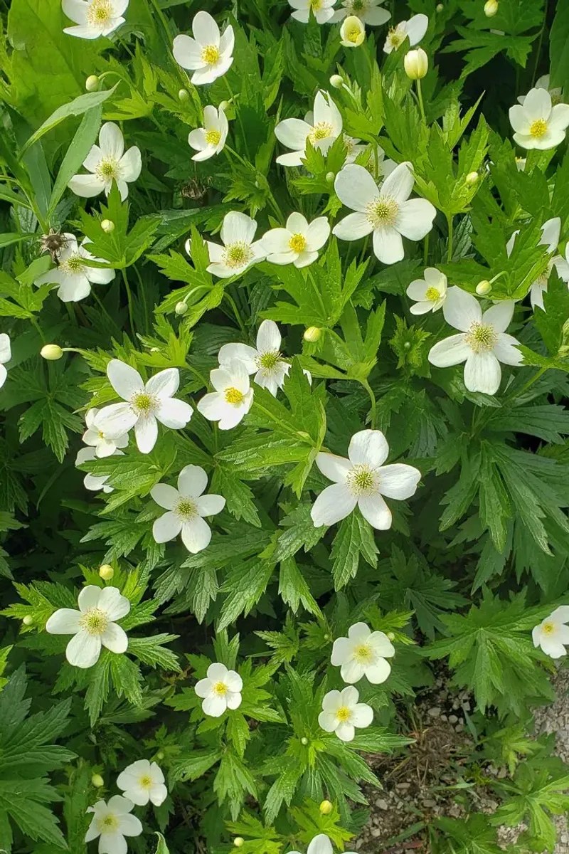 Spreads Rapidly By Rhizomes