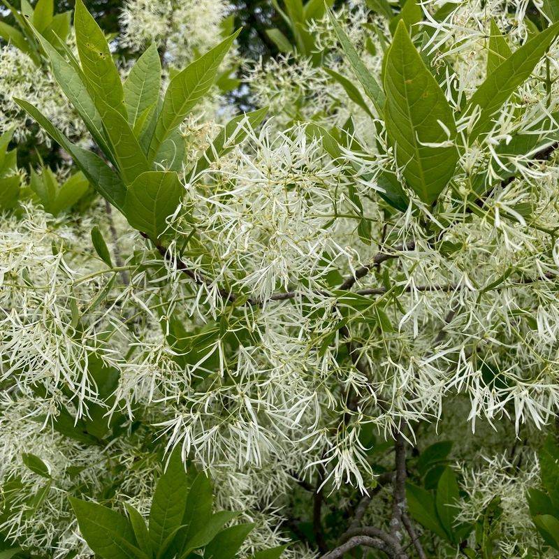 Tolerates Heat And Humidity Without Struggling