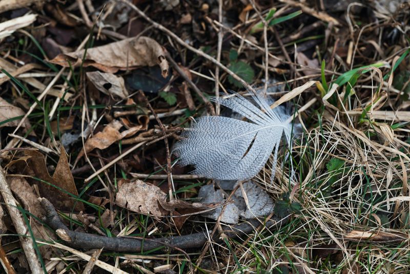 Natural Nesting Materials Help Birds Build Secure Nests