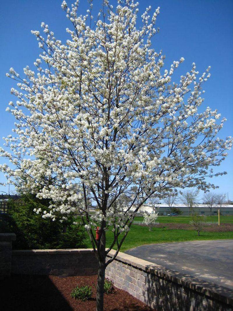 Serviceberry Brings Early Blooms And Year Round Interest