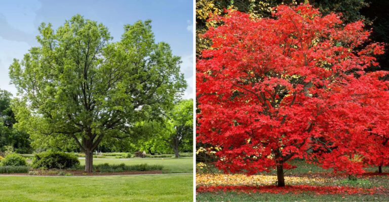 Native Trees That Can Give Ohio Front Yards Better Four-Season Interest