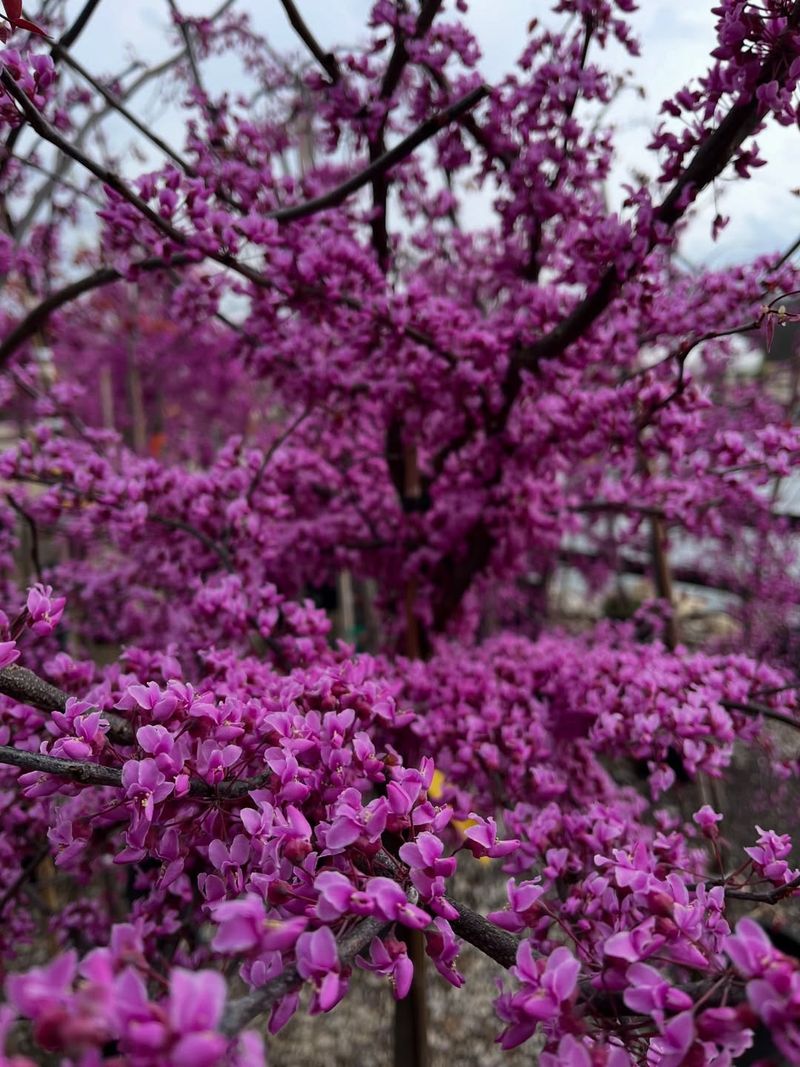 Eastern Redbud 