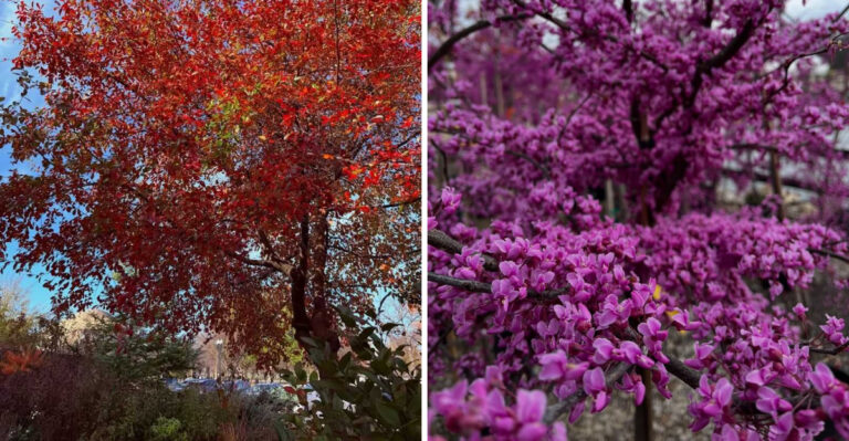 Black Gum and Eastern Redbud