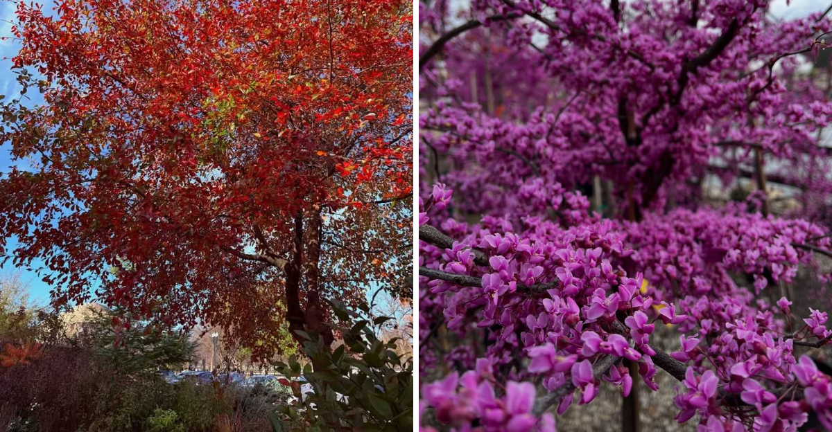 Black Gum and Eastern Redbud
