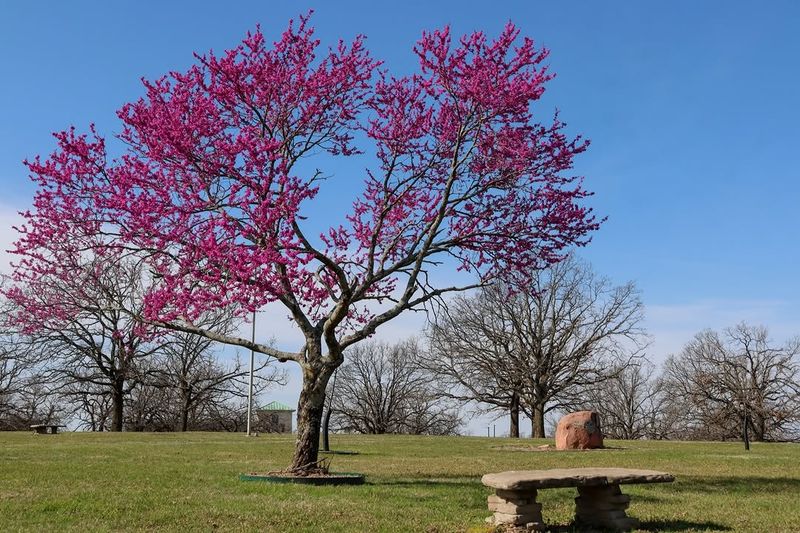 Texas Redbud