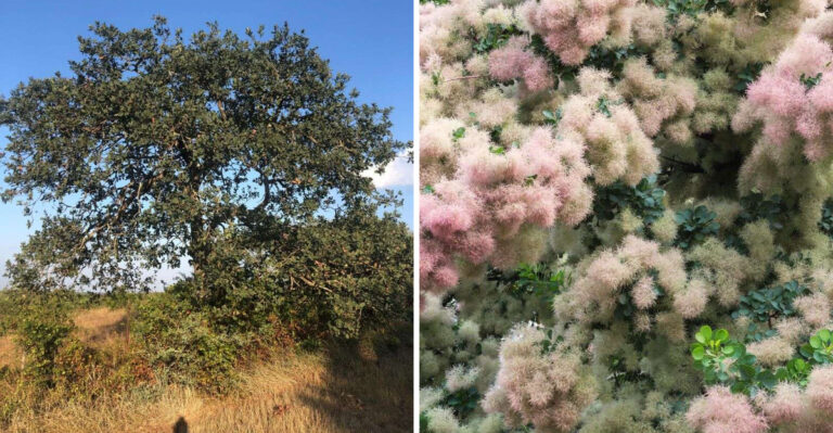 lacey oak and american smoke tree