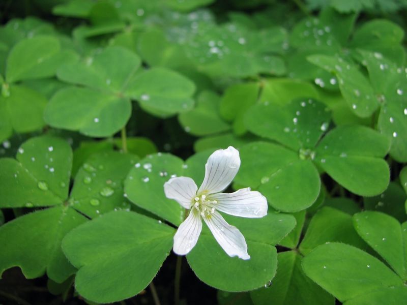 Wood Sorrel That Brightens Low Spots
