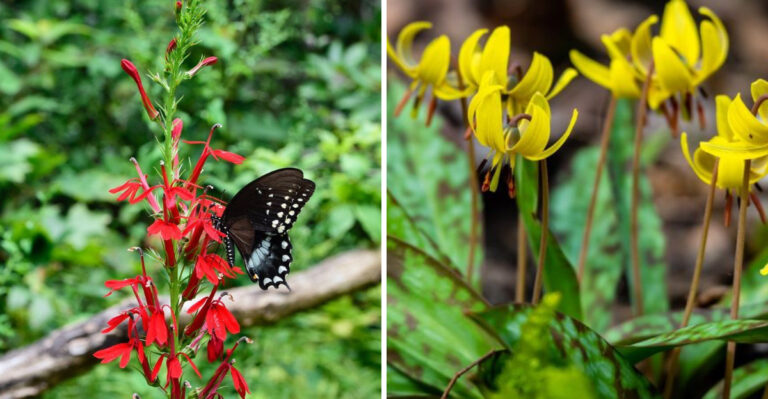 Cardinal flower and trout lily
