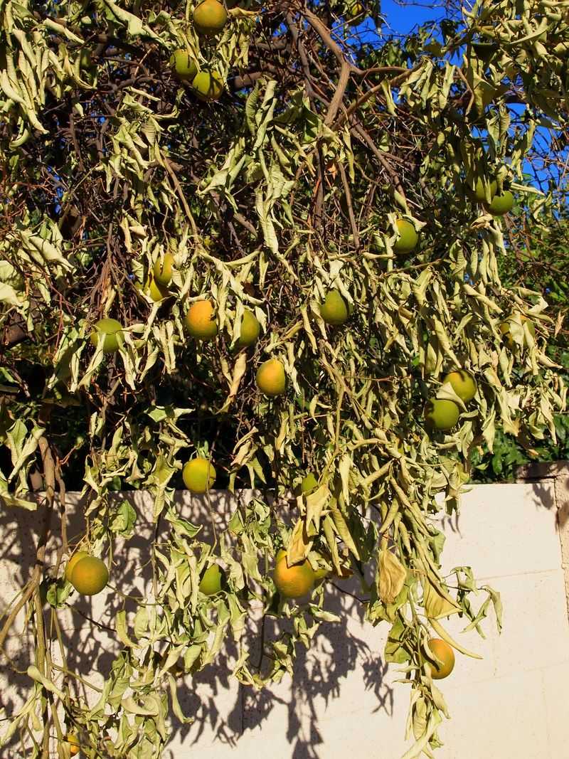 Sudden Heat And Dry Soil Trigger Early Fruit Drop
