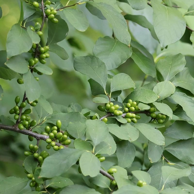 Low-Maintenance Once Established