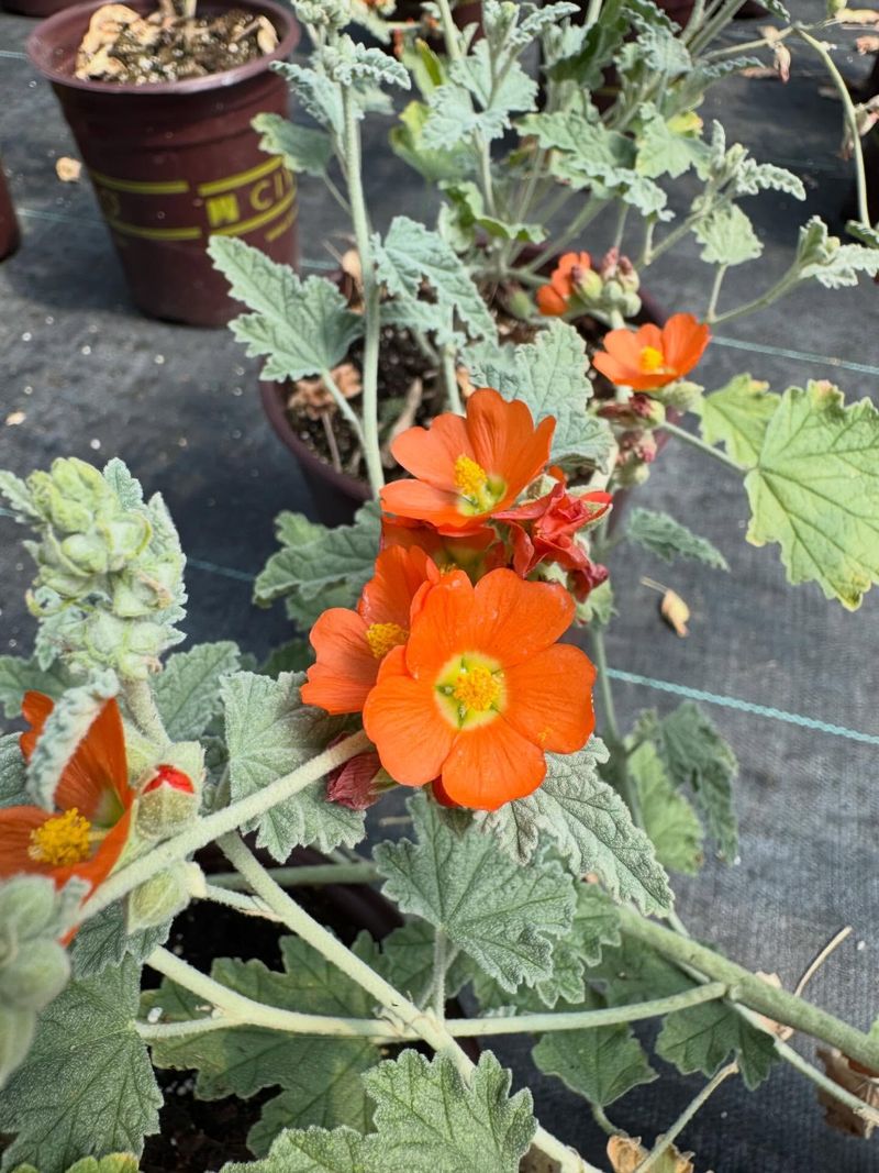 Low Water Needs Make It Easy To Maintain Long Term