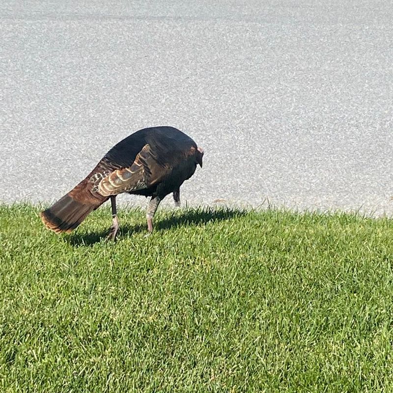 Open Lawns Provide Visibility And Safety