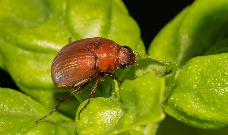 A Quiet Cleanup Crew For Fallen Fruit And Pests