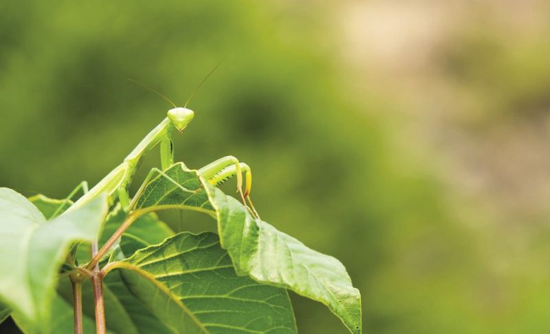 Your Garden Offers The Habitat They Need