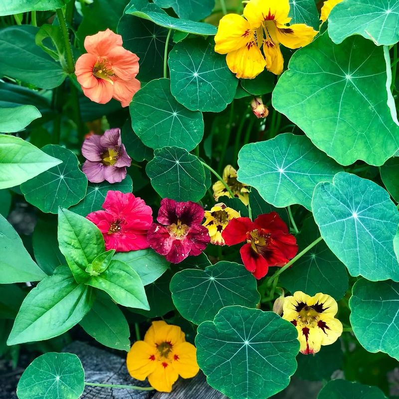 In Herb And Vegetable Gardens