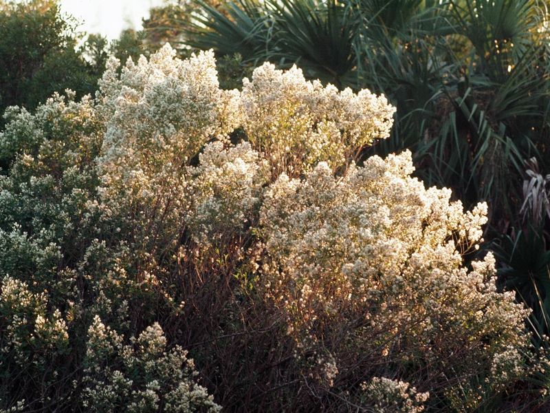 Saltbush Takes Dry Coastal Exposure In Stride