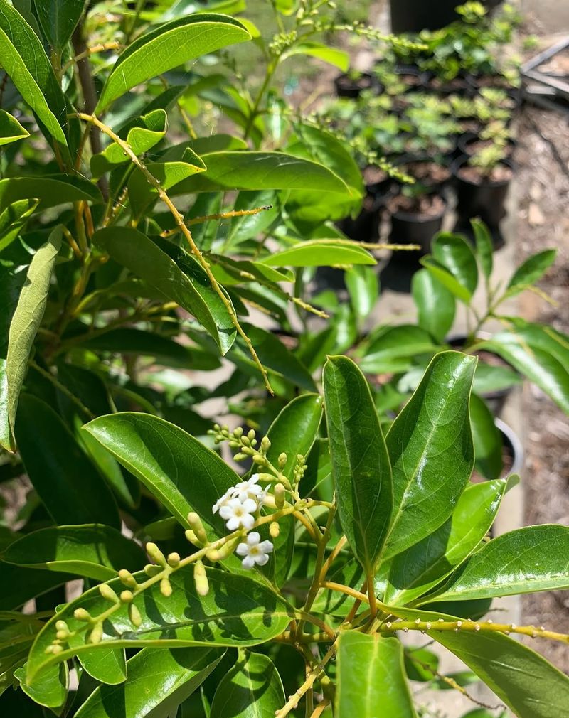 Fiddlewood Filling Spaces With Fragrant White Flowers