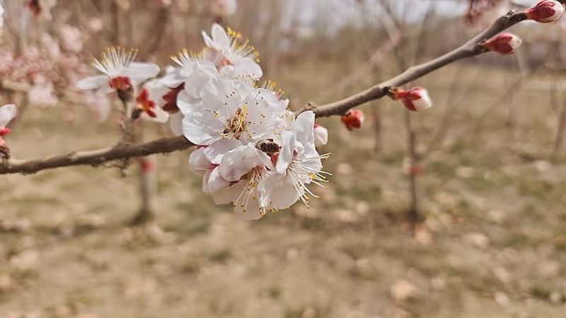 Apricot Flowers Can Struggle In Damp Spring Conditions