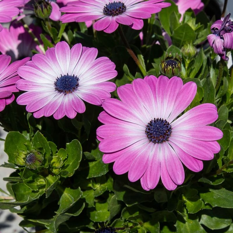 Osteospermum