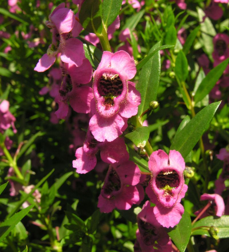 Angelonia Sends Up Summer-Long Spikes Of Heat-Tolerant Flowers