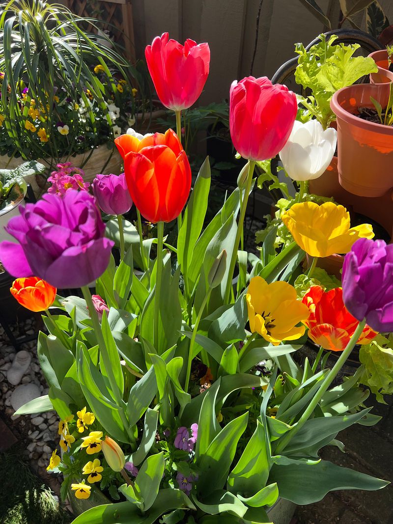 Tulips And Violas Keep Spring Containers Looking Full