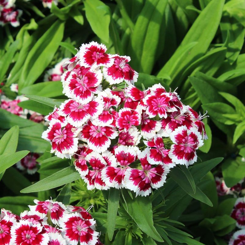 Dianthus