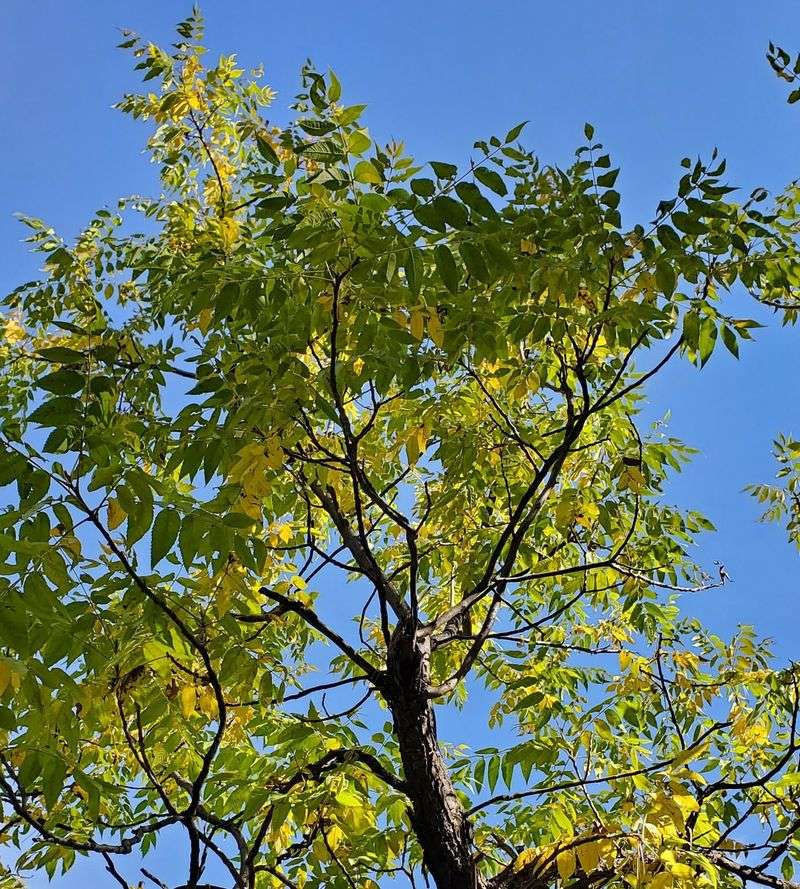 Arizona Walnut Grows Fast Where Water Is Available