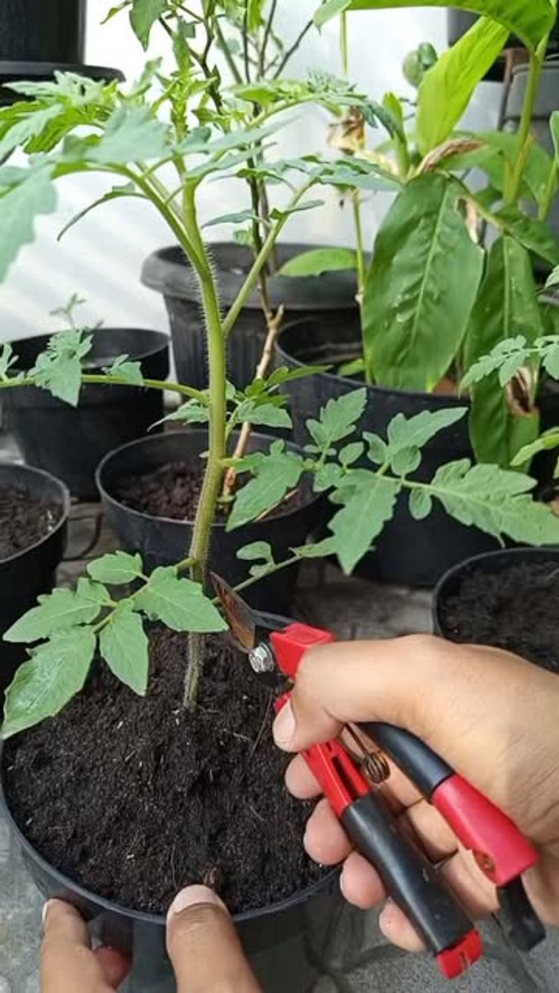 Keep The Bottom Leaves Clear Of The Soil Surface