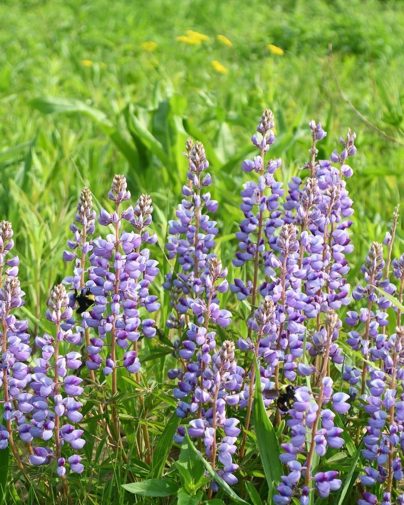Wild Lupine With Wild Native Charm