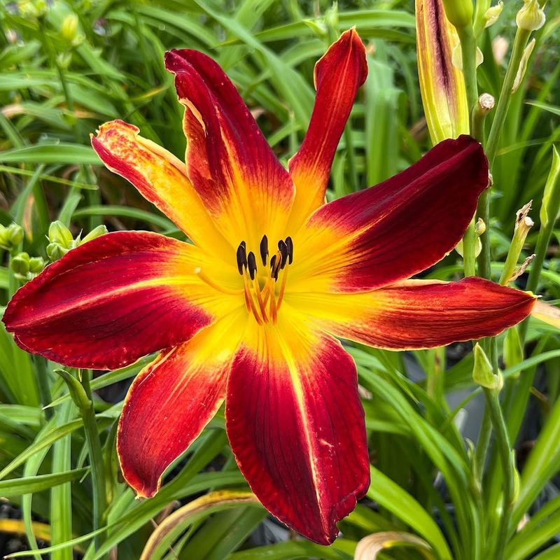 Daylily Delivering Reliable Color With Minimal Effort