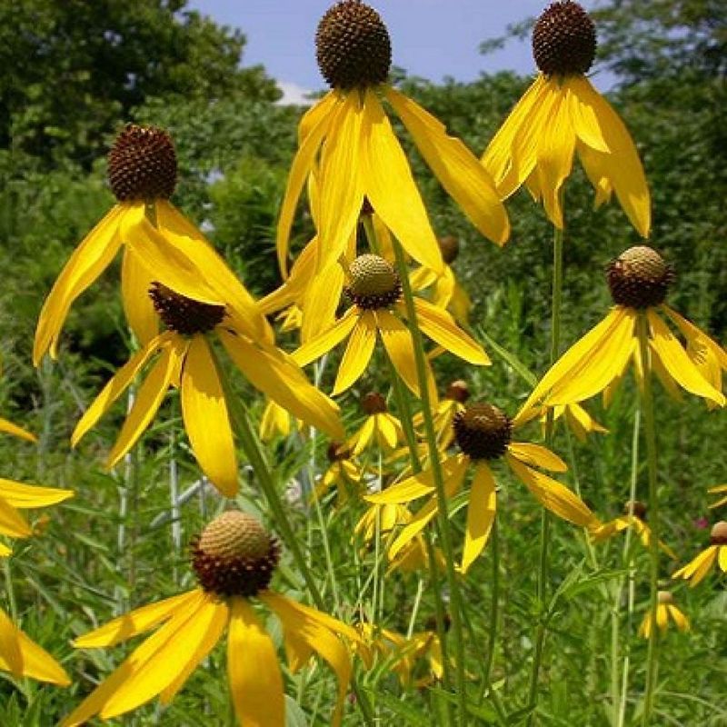 Gray-Headed Coneflower Adds Warm Golden Color