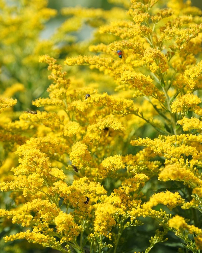 Goldenrod (Solidago Spp.)