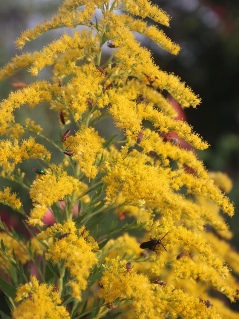 Goldenrod That Glows When Others Fade