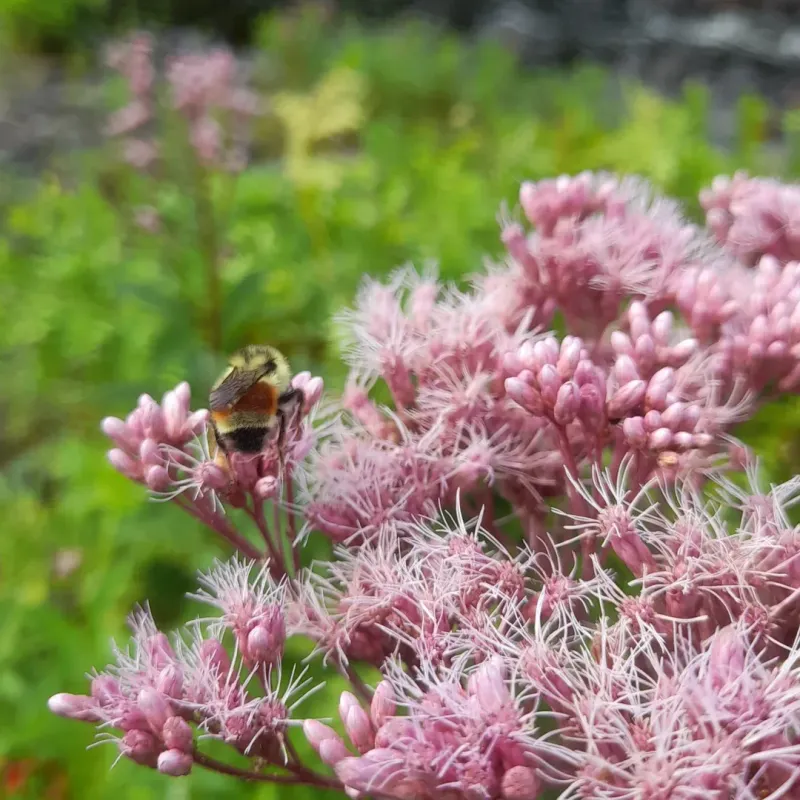 Joe-Pye Weed