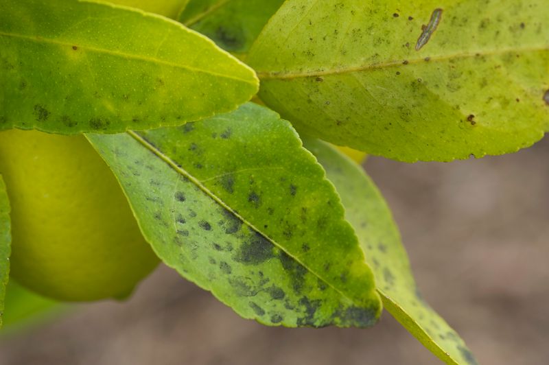 Sticky Leaf Surfaces Often Indicate Hidden Pests Producing Honeydew