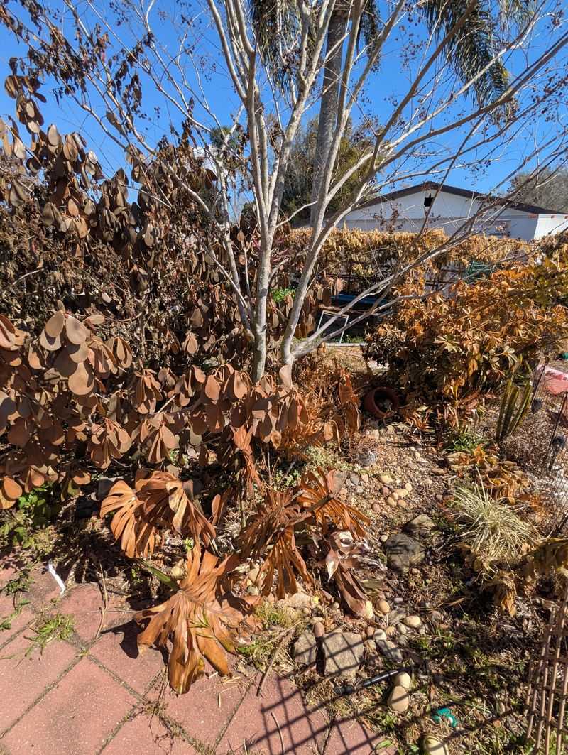 Early Pruning Can Remove Tissue That May Still Recover