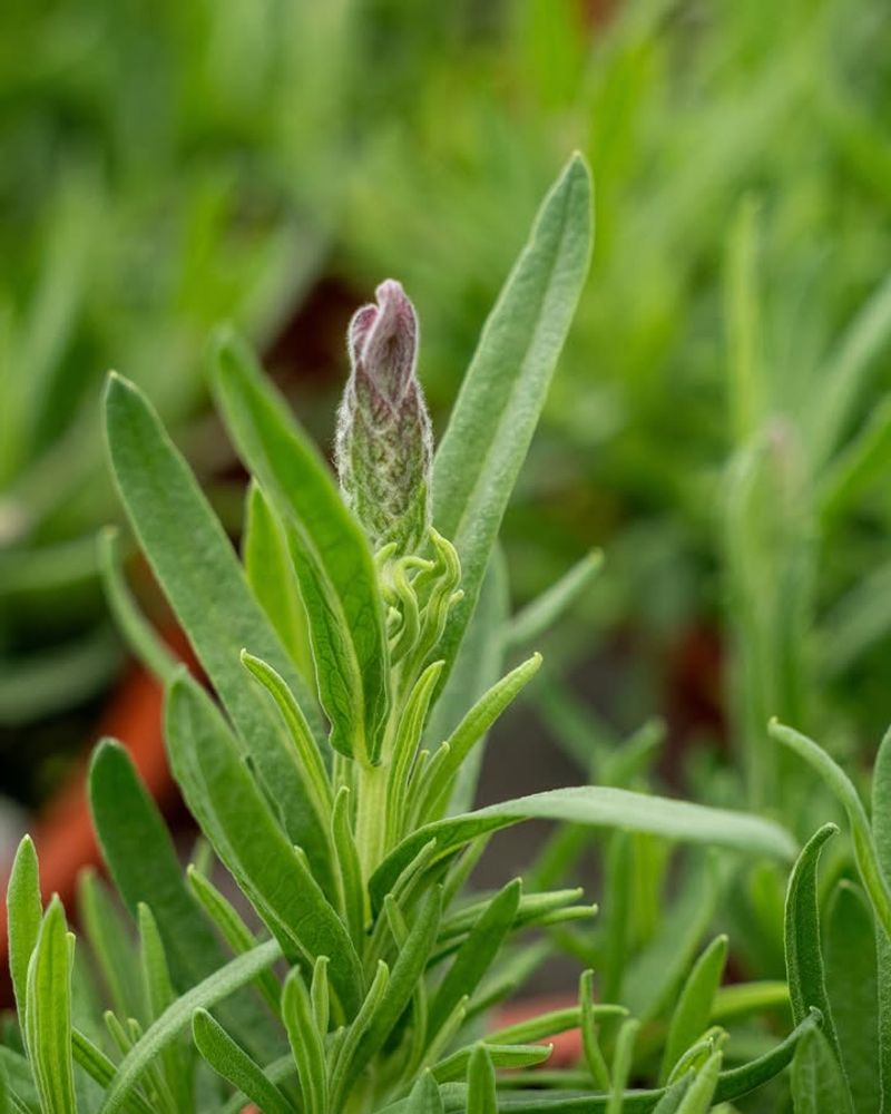 Too Much Fertilizer Can Backfire Fast On Lavender