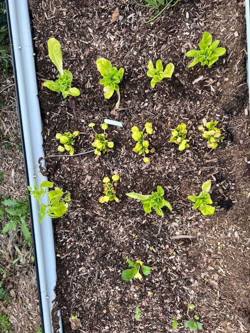 Plants Stay Small And Weak When Nutrients Are Missing