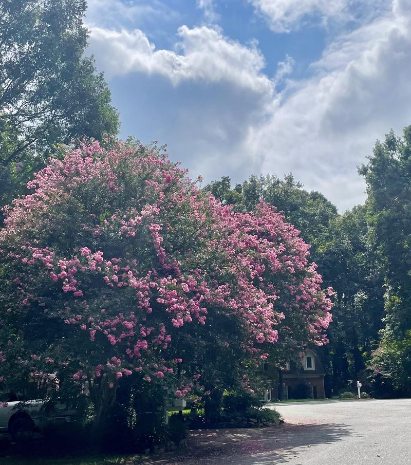 Regional Climate Differences Affect Timing Across North Carolina