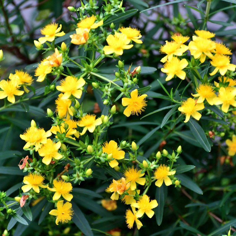 Shrubby St. John's Wort 