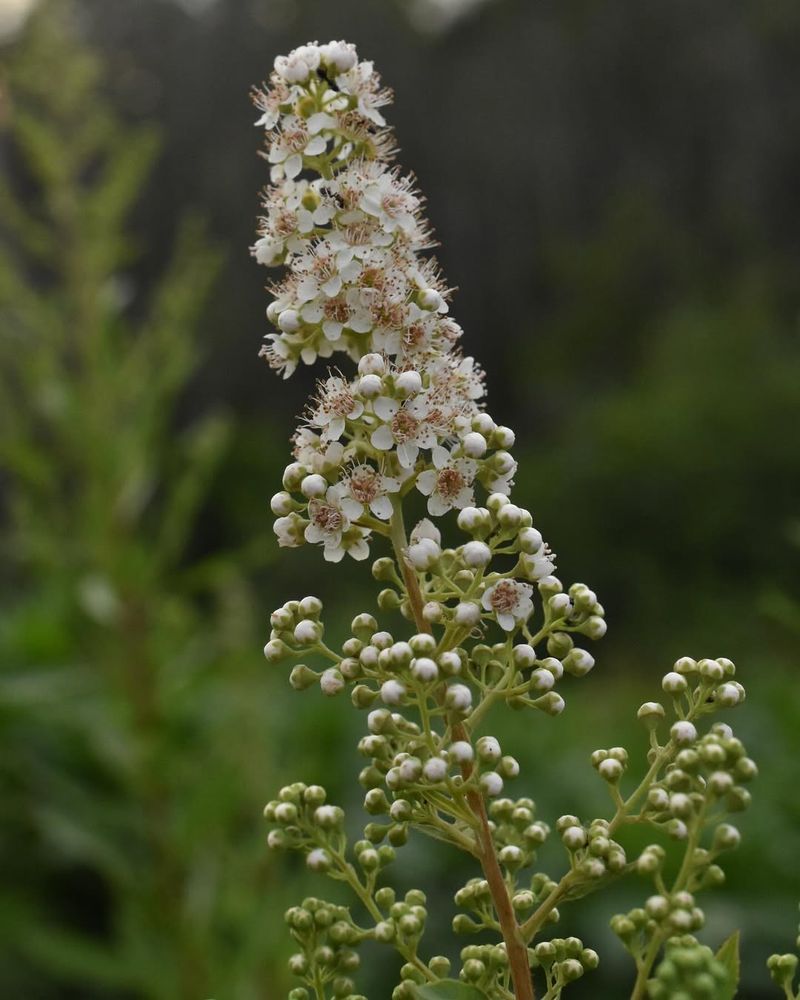 Meadowsweet (Spiraea alba)