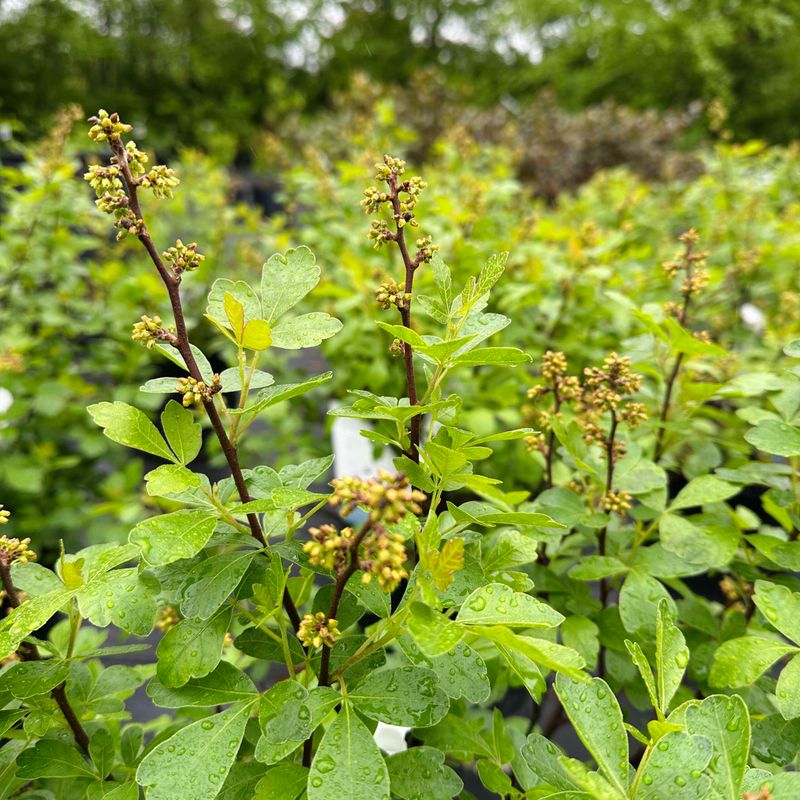 Fragrant Sumac Spreads Gentle Color Across Slopes And Banks